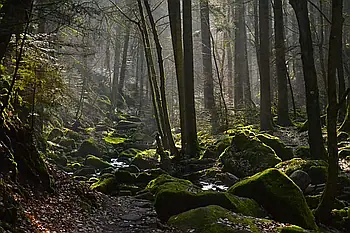 Black Forest